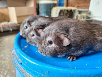 Jonge chocolade zilvervos cavia 's beschikbaar voor biedingen