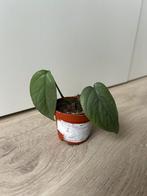 Epipremnum cebu blue, Huis en Inrichting, Kamerplanten, Ophalen of Verzenden, Overige soorten, Minder dan 100 cm