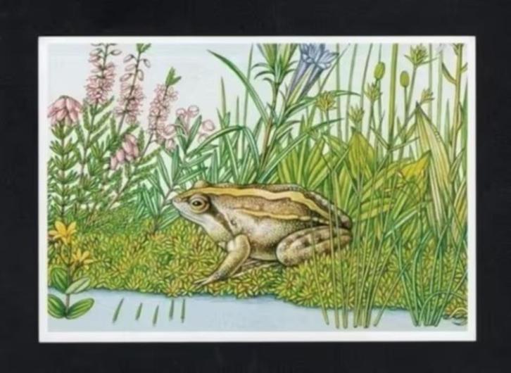 Heidekikker Heikikker Gentiaan Heide Moeras, Erno Tromp., Verzamelen, Ansichtkaarten | Dieren, Ongelopen, 1980 tot heden, Wild dier