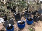 OLIJFBOMEN SET VAN 3, Tuin en Terras, Planten | Bomen, In pot, Olijfboom, Minder dan 100 cm, Lente