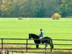 Friese ruin, Dieren en Toebehoren, Paarden, Ruin, Recreatiepaard, 11 jaar of ouder
