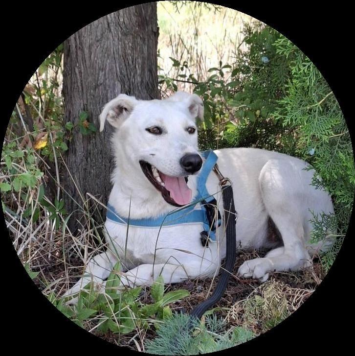 Mooie teef  Bulka zoekt huis, Dieren en Toebehoren, Honden | Niet-rashonden, Middel, Teef, Particulier, Eén hond, Buitenland, 1 tot 2 jaar