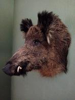 Grote opgezette zwijnenkop keiler NIEUW, Ophalen of Verzenden, Nieuw, Wild dier, Gewei of Kop