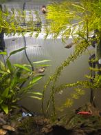 Baby guppen 4 stuks (of minder) gratis, Vis