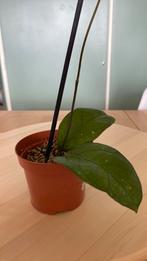 Hoya Sp. Gayo, Huis en Inrichting, Kamerplanten, Ophalen of Verzenden, Overige soorten, Minder dan 100 cm