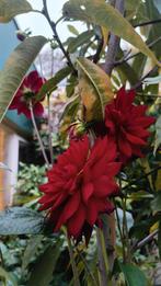 Large Outdoor Plant with Red Dahlia Flowers Beautiful Garden, Ophalen of Verzenden, Overige soorten, Volle zon