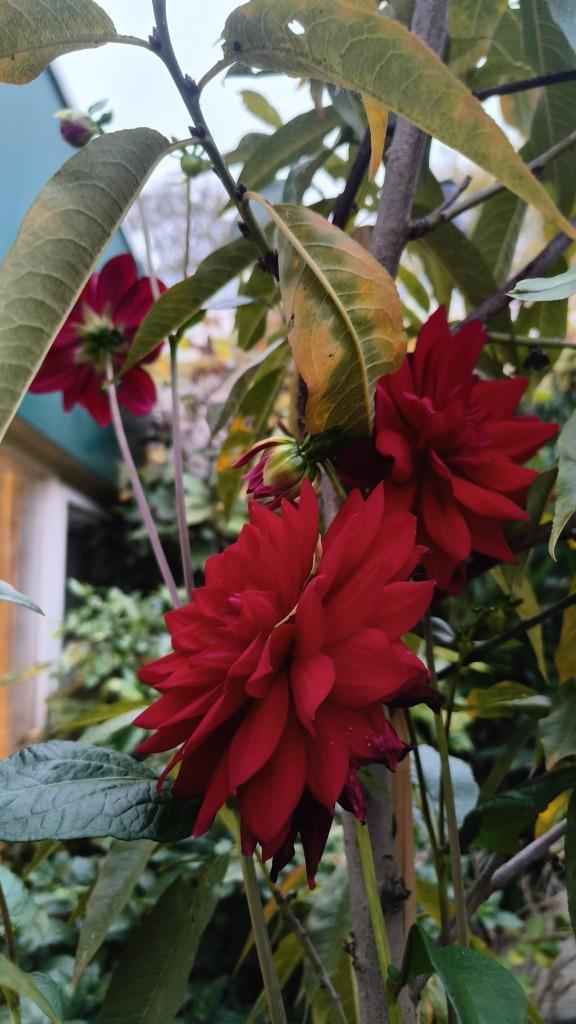 Large Outdoor Plant with Red Dahlia Flowers Beautiful Garden, Tuin en Terras, Planten | Tuinplanten, Overige soorten, Volle zon