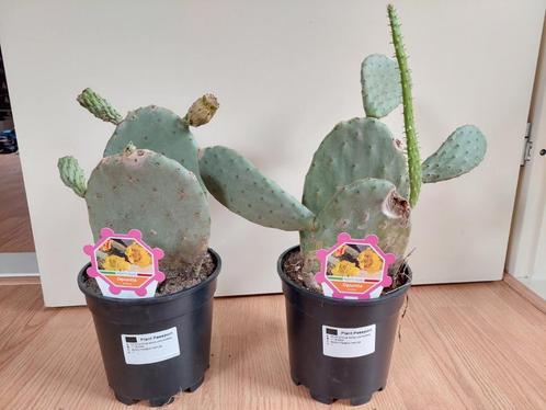 Opuntia Vulgaris - Schijfcactus/Vijgcactus/Prickly Pear 43cm, Huis en Inrichting, Kamerplanten, Cactus, Minder dan 100 cm, Groene kamerplant