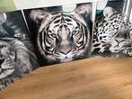 Glazen Schilderijen - Leeuw, Tijger, Luipaard, Ophalen, Minder dan 50 cm, Zo goed als nieuw, Schilderij