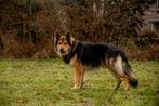 Oud Duitse Herder dekreu, Rabiës (hondsdolheid), Reu, Eén hond, 3 tot 5 jaar