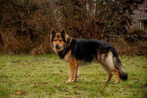 Oud Duitse Herder dekreu, Dieren en Toebehoren, Honden | Dekreuen, Reu, Particulier, Eén hond, Nederland, 3 tot 5 jaar, CDV (hondenziekte)