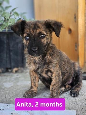 Pup Anita zoekt een baasje beschikbaar voor biedingen