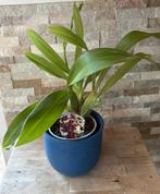 Orchidee cambria in pot, Huis en Inrichting, Kamerplanten, Overige soorten, In pot, Minder dan 100 cm, Bloeiende kamerplant