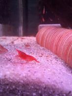 Vuurgarnaal, Kreeft, Krab of Garnaal, Zoetwatervis, Schoolvis