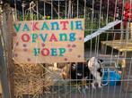 Vakantieopvang voor konijnen en cavia’s!, Nieuw, Overige typen, Ophalen of Verzenden