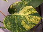 Monstera yellow variegata, Ophalen of Verzenden, Halfschaduw, Minder dan 100 cm