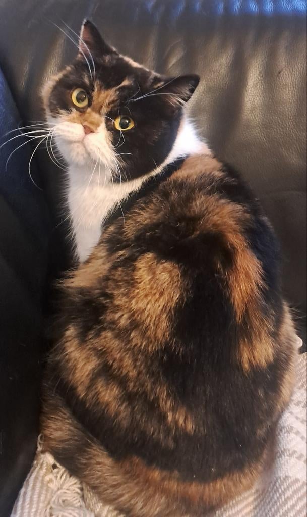 Britse korthaar poes, Dieren en Toebehoren, Poes, Met stamboom