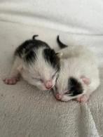 Kittens te koop, Poes