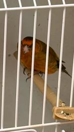 Bastaard putter Geel Man 2025, Dieren en Toebehoren, Vogels | Kanaries, Mannelijk, Bastaard