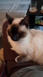 Dex kater, Kater, 0 tot 2 jaar