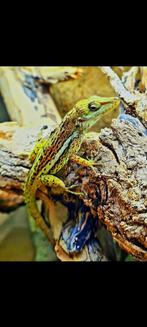 Anolis gingivinus, Hagedis, 0 tot 2 jaar