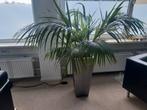 Grote Kentia Palm in Metalen Pot, Ophalen