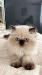 Persian lange haar met stamboom, Meerdere dieren, Ontwormd, 0 tot 2 jaar