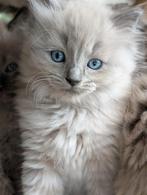 Ragdoll kittens, Dieren en Toebehoren, Katten en Kittens | Raskatten | Langhaar, Meerdere dieren, Gechipt, 0 tot 2 jaar