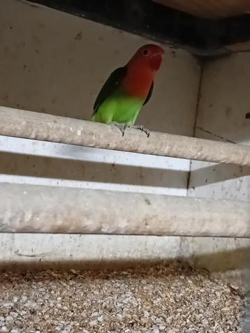 Te koop een wildkleur ficherie man beschikbaar voor biedingen