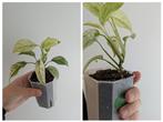 Monstera Laniata Mint, Ophalen of Verzenden, Overige soorten, Minder dan 100 cm