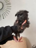 Pomeriaan Dwergkees kruising Jack Russel mini, Dieren en Toebehoren, Honden | Chihuahua's en Gezelschapshonden, CDV (hondenziekte)