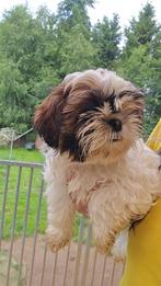 Shih Tzu Hodowla Fci, Dieren en Toebehoren, Ophalen of Verzenden, Nieuw