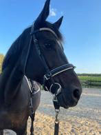 Knappe zwartbruine merrie, Dieren en Toebehoren, Paarden, Merrie, B, Gechipt, Dressuurpaard