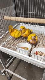 Tamme baby Goudparkieten met DNA en getest op alle ziektes, Meerdere dieren, Parkiet, Geringd