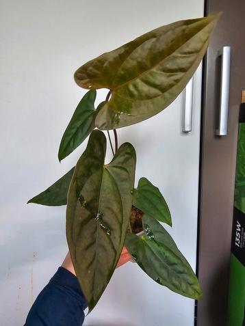 Anthurium Luxury Jungle x Papillilaminum Hybride beschikbaar voor biedingen