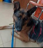 Dora zoekt baasje, Dieren en Toebehoren, Honden | Herdershonden en Veedrijvers, Particulier, Rabiës (hondsdolheid), Buitenland
