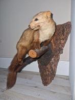 Taxidermi Boommarter, Ophalen of Verzenden, Beeldje of Figuurtje