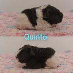 6 knappe US TEDDY beren met Stamboom, Dieren en Toebehoren, Knaagdieren, Cavia, Mannelijk, December, Tam