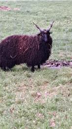 Prachtige zwarte racka, Dieren en Toebehoren, Mannelijk, Schaap, 0 tot 2 jaar