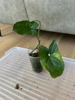 Syngonium, Huis en Inrichting, Ophalen of Verzenden, Overige soorten, Minder dan 100 cm