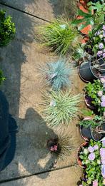 DIV Siergrassen in 17 cm pot , volle struiken, Tuin en Terras, Ophalen