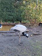 Jufferkraanvogel, Dieren en Toebehoren, Pluimvee, Mannelijk, Overige soorten