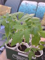 Tomaten planten stekjes, Tuin en Terras, Planten | Tuinplanten, Ophalen of Verzenden