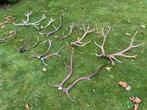 Afwerpstangen,edelhert,hertengeweien,gewei,decoratie, Ophalen of Verzenden, Hert, Gewei of Kop