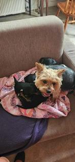 yorksch terriers pups, Dieren en Toebehoren, Yorkshire Terriër, Rabiës (hondsdolheid), 8 tot 15 weken, Meerdere