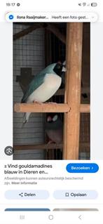 GEZOCHT koppel blauwe witborsten, Dieren en Toebehoren, Vogels | Overige Vogels, Meerdere dieren