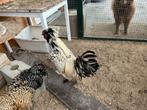 Te koop 2 Hanen, Dieren en Toebehoren, Pluimvee, Mannelijk