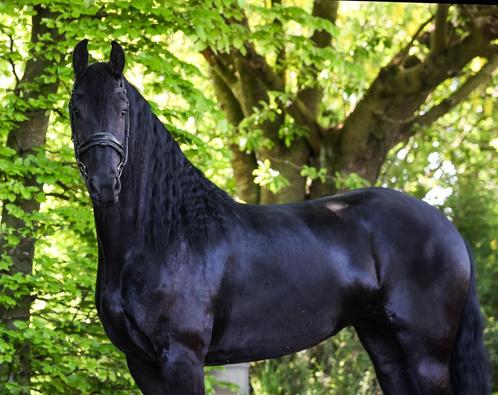 Nanna Boslust, Dieren en Toebehoren, Paarden, Merrie, 165 tot 170 cm, 3 tot 6 jaar, Met stamboom, Gechipt, Ontwormd, Ingeënt
