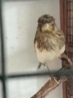 kanaries, Dieren en Toebehoren, Vogels | Kanaries, Geslacht onbekend, Postuurkanarie