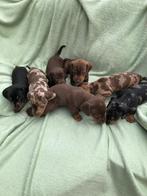 Prachtige kortharige dwergteckel pups!!, Dieren en Toebehoren, Honden | Teckels en Dashonden, CDV (hondenziekte), 8 tot 15 weken